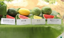 香港吃瓜爆料是真的吗,真相还是谣言？